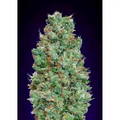 Blueberry Auto Feminised Seeds