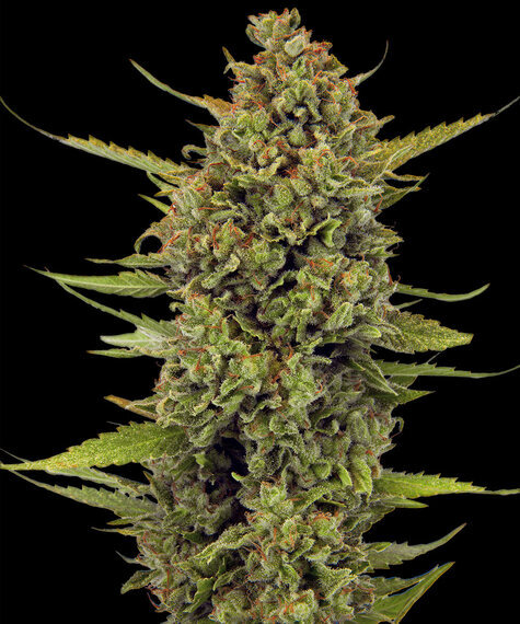 Acapulco Gold Regular Seeds