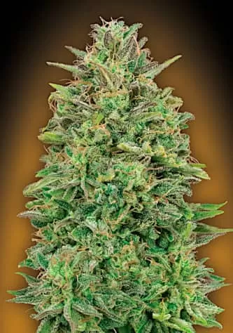 00 Skunk Feminised Seeds