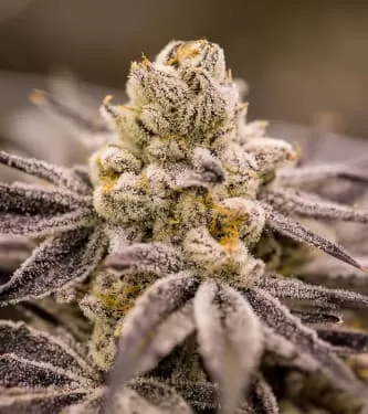 Purple Punch Feminised Seeds