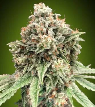 Sweet Critical Fast Feminised Seeds