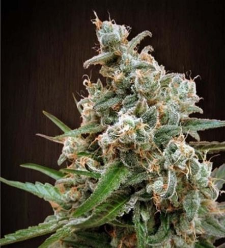 Nepal Jam Feminised Seeds