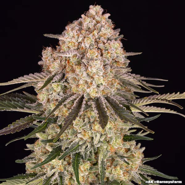 AK47 Feminised Seeds