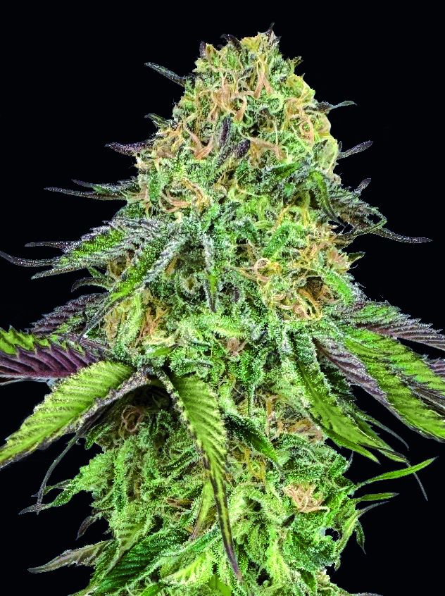 Lemon Cherry Gelato Auto Feminised Seeds
