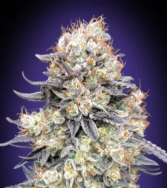 Purple Punch Auto Feminised Seeds