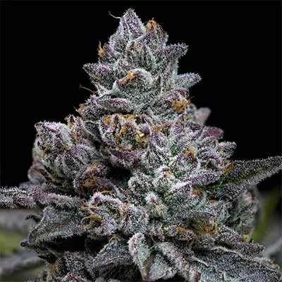 Apple Fritter Feminised Seeds