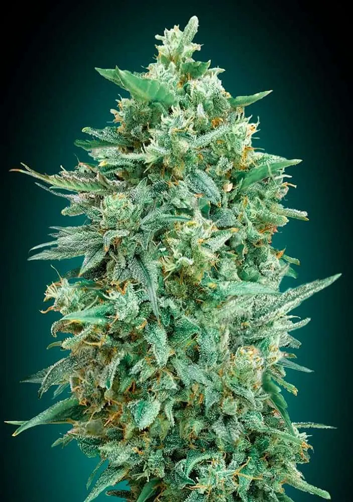 Northern Lights XXL Auto Feminised Seeds