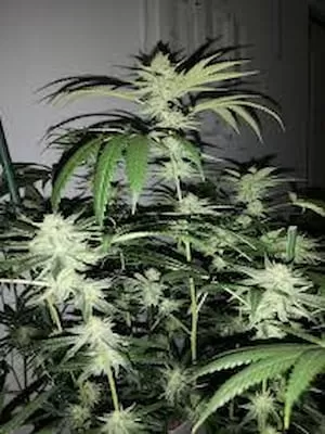 Rainbow Mints Feminised Seeds