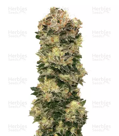 Sweet Soma Auto Feminised Seeds