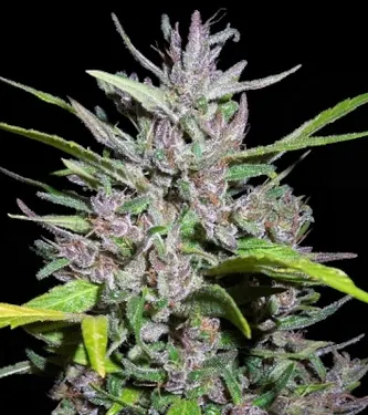 Honduras x Panama Feminised Seeds