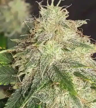 Blue Dream Auto Feminised Seeds