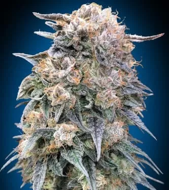 00 Kush Fast Feminised Seeds