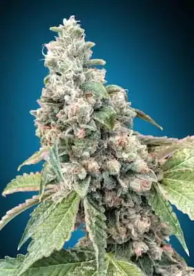 Biscotti Zkittlez Feminised Seeds