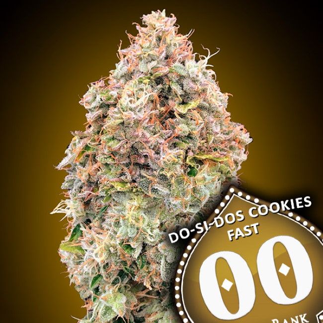 Do-Si-Dos Cookies Fast Feminised Seeds