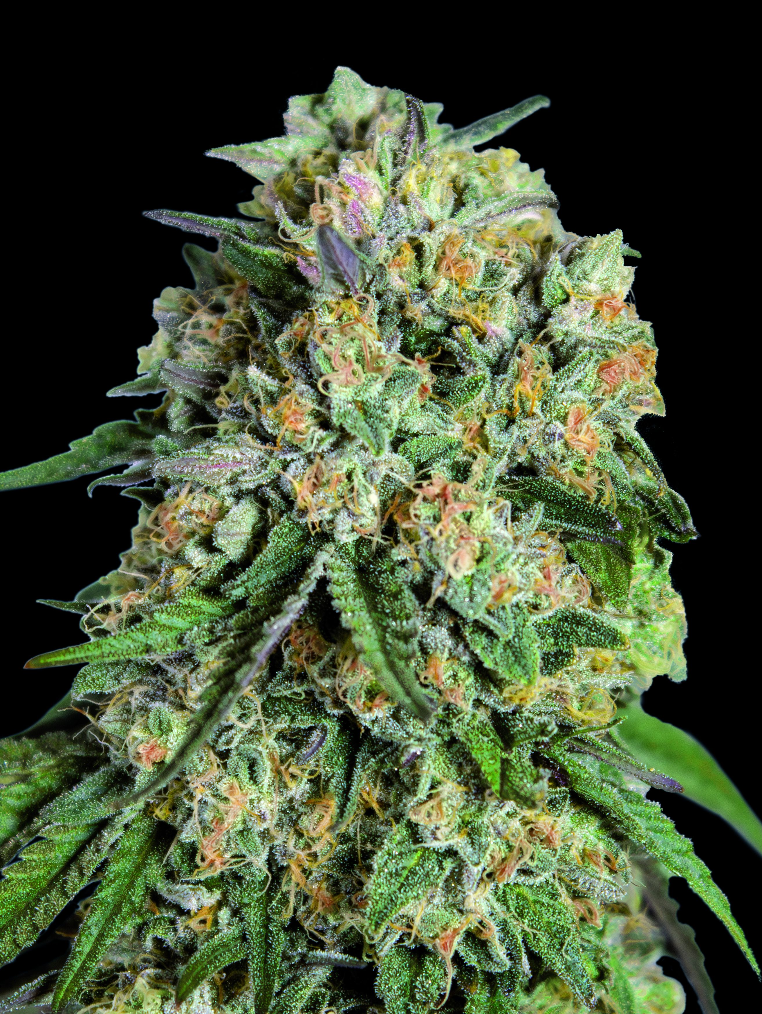 Lemon Cherry Gelato Feminised Seeds