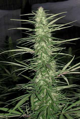 Congo Feminised Seeds
