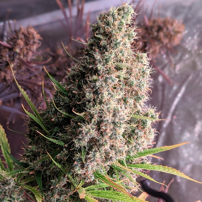 Golden Tiger Feminised Seeds