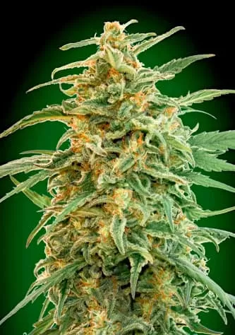 Gorilla Auto Feminised Seeds