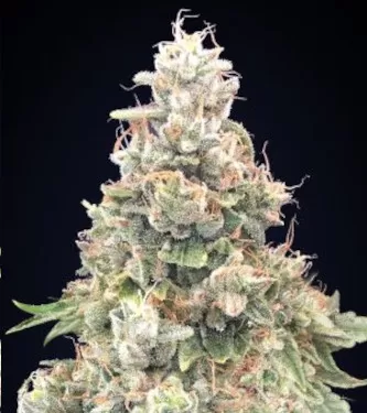 Sweet Critical 2.0 Feminised Seeds