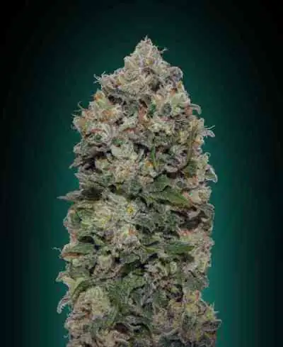 Northern Lights Feminised Seeds