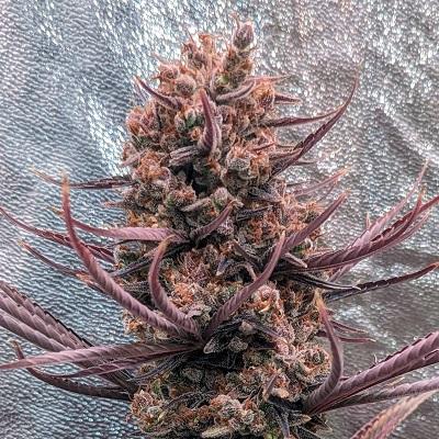 Panama Haze Feminised Seeds