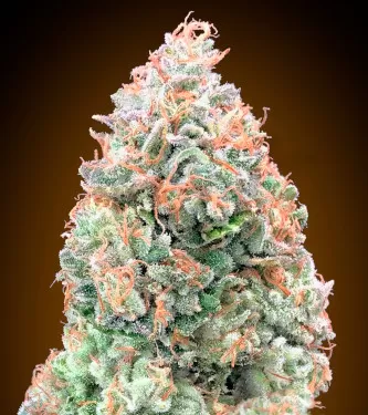 Chocolate Skunk XXL Auto Feminised Seeds
