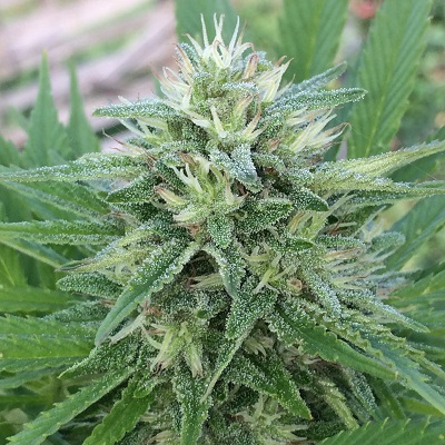 Bangi Haze Feminised Seeds