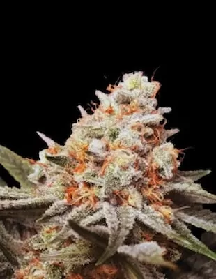 Rainbow Mints Auto Feminised Seeds