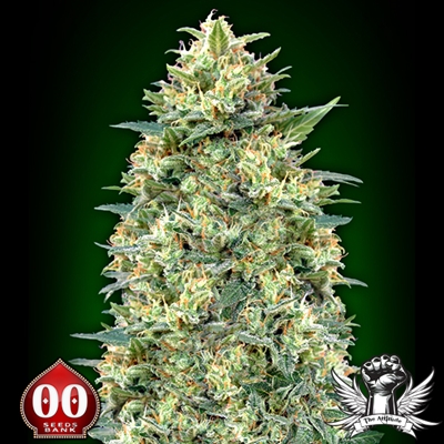 White Widow XXL Auto Feminised Seeds