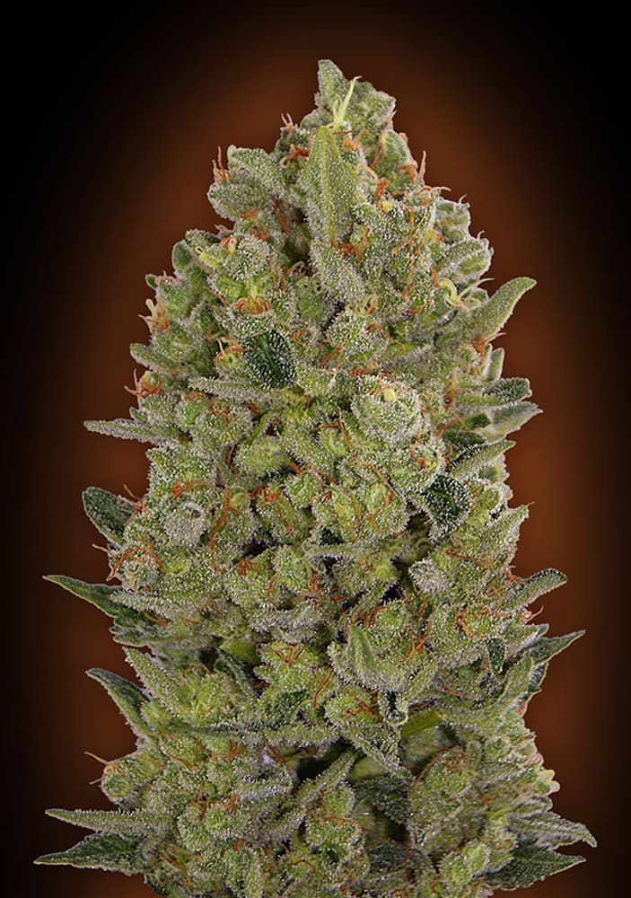 00 Cheese Feminised Seeds