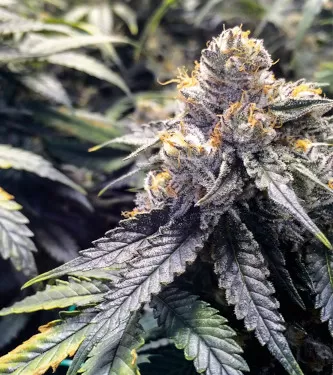 Bubba's Gift Feminised Seeds