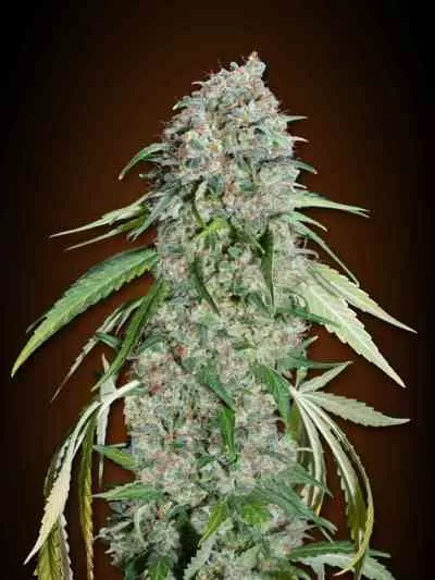 Chocolate Skunk Feminised Seeds