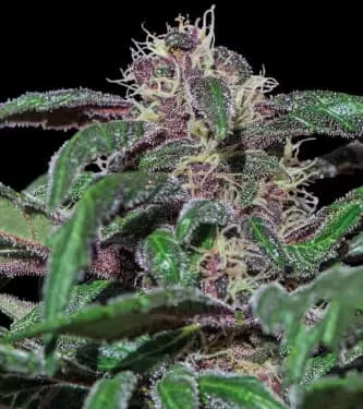 Ayahuasca Purple Feminised Seeds