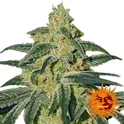 Afghan Hashplant Auto Feminised Seeds