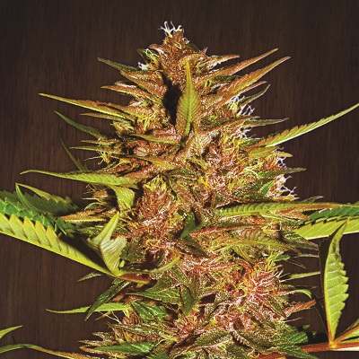 Pakistani Chitral Kush Feminised Seeds