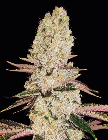 Mandarin Cookies Auto Feminised Seeds