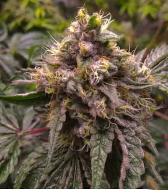 Chocolate Kush Fast Feminised Seeds
