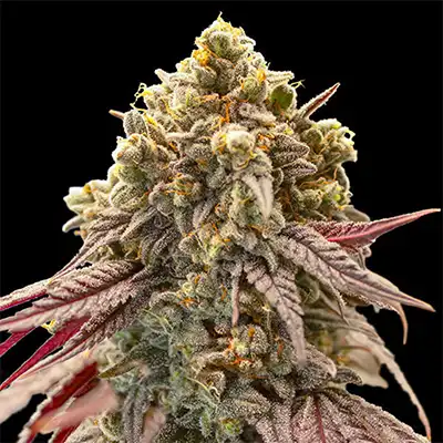 Gelato Mint Feminised Seeds