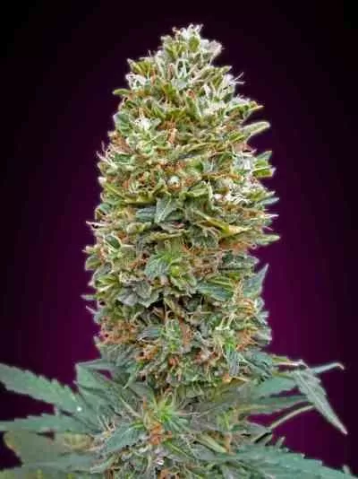Bubble Gum XXL Auto Feminised Seeds