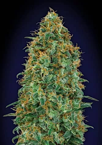 Blueberry Feminised Seeds