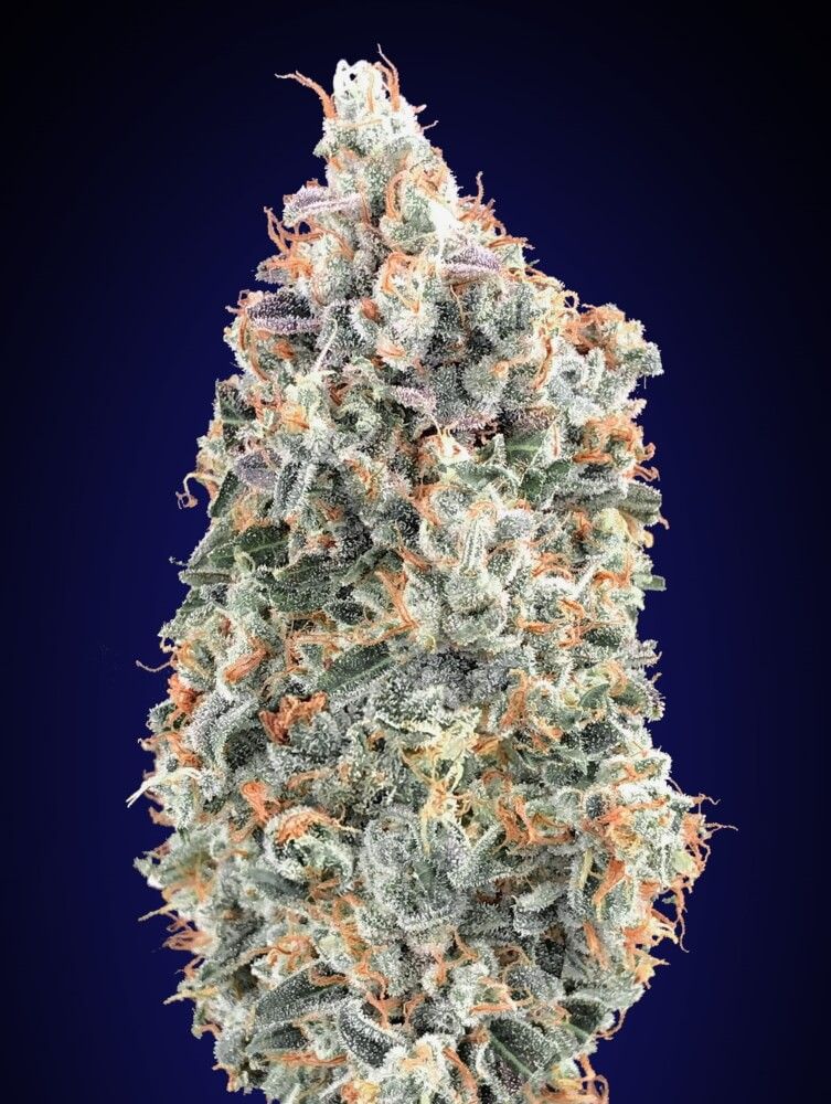 Blueberry Fast