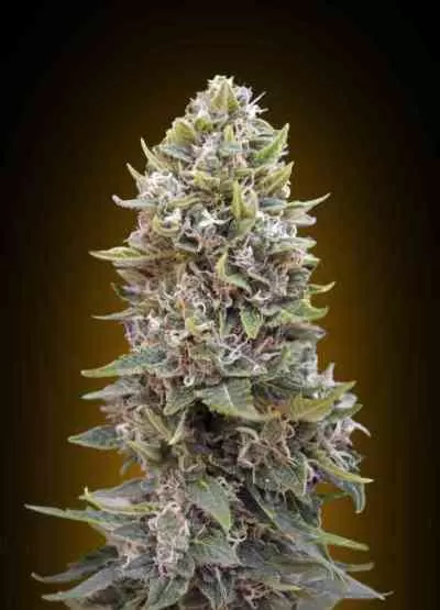Cheese Berry Auto Feminised Seeds