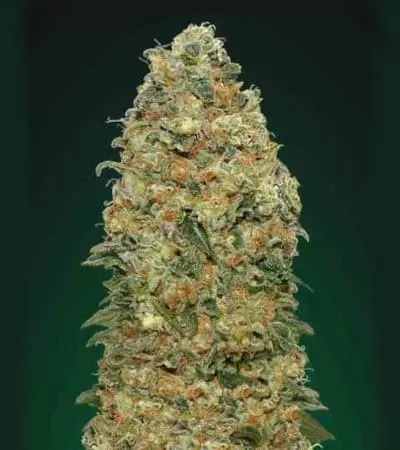 White Widow Feminised Seeds
