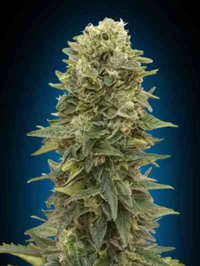 Afghan Mass Auto Feminised Seeds