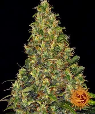 Amnesia Haze Auto Feminised Seeds