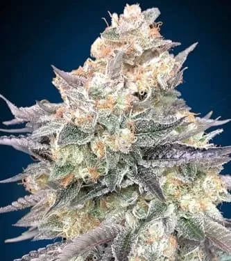 Blue Dream Feminised Seeds