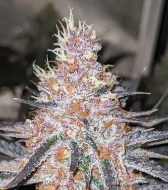 Blue Dream Fast Feminised Seeds