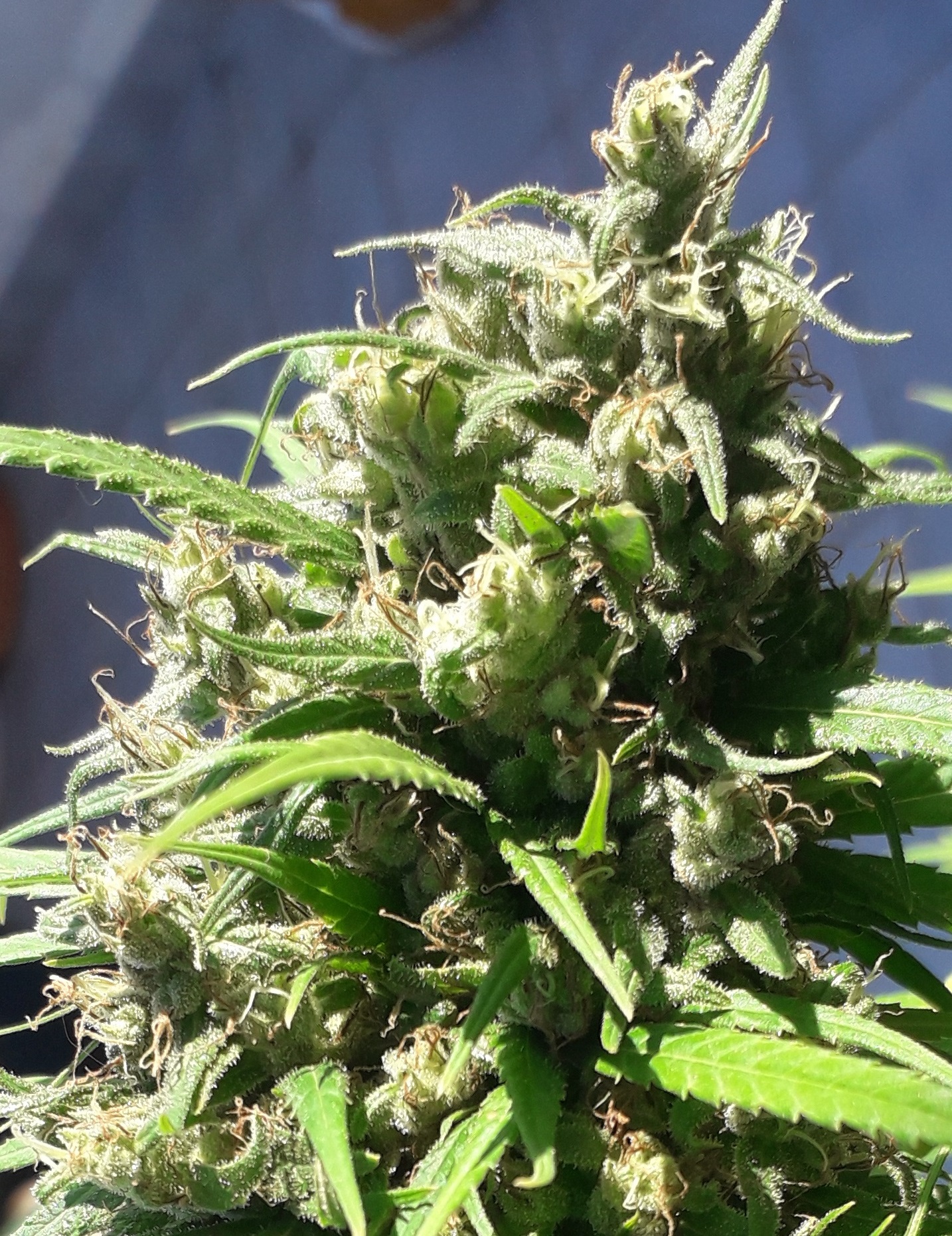 Oaxaca A5 Haze Feminised Seeds