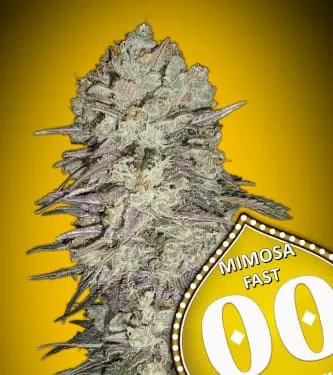 Mimosa Auto Feminised Seeds