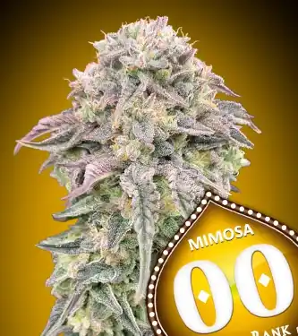 Mimosa Feminised Seeds